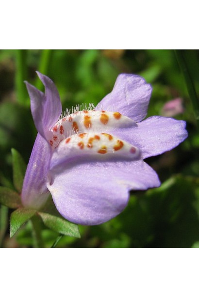 Мазус ползучий фиолетовый цветок